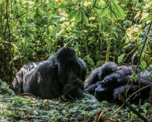 Congo-Virunga_Safari056 (2)