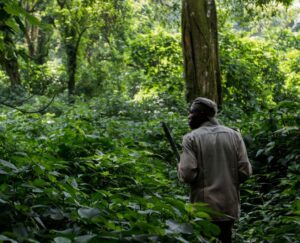 Virunga National Park The Wildlinger A Wild Encounter Congo