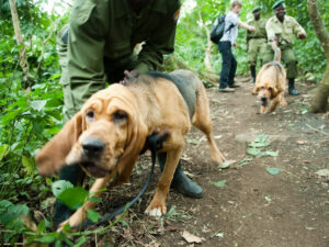bloodhounds-Virunga-safari