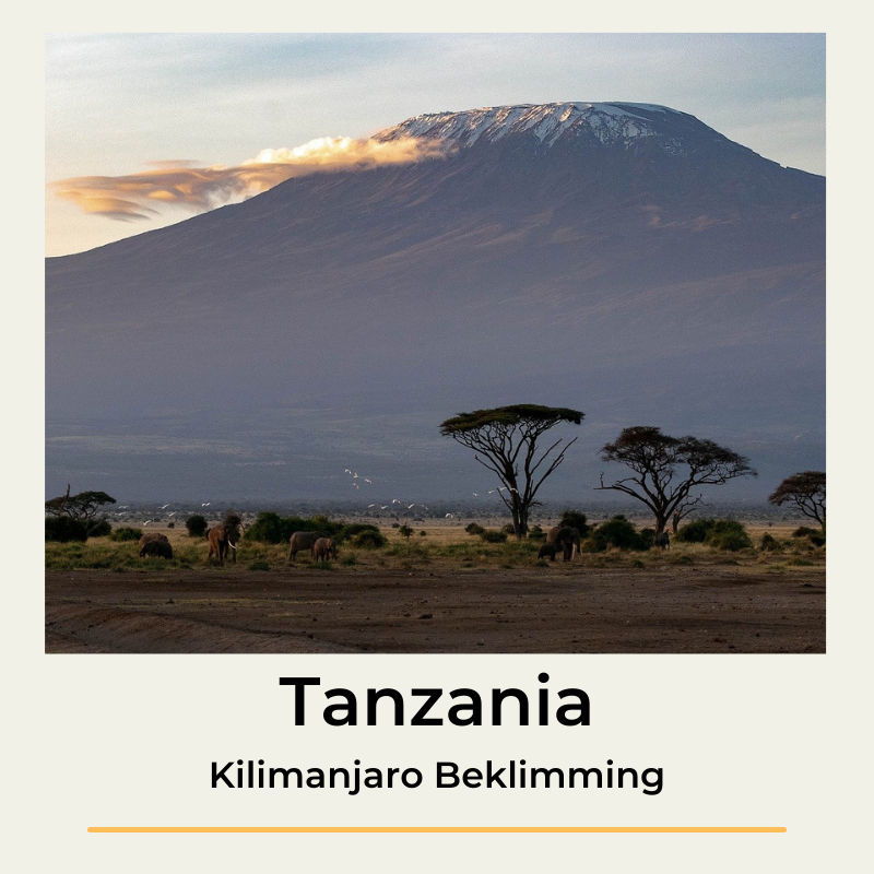 Kilimanjaro beklimming trekking The Wildlinger Tanzania