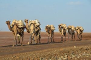 Danakil Depressie actieve rondreis Ethiopie The Wildlinger zoutkaravaan