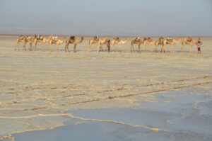 Danakil Depressie actieve rondreis Ethiopie The Wildlinger zoutkaravaan