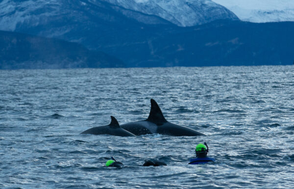 snorkelen met orka's The Wildlinger Noorwegen orka